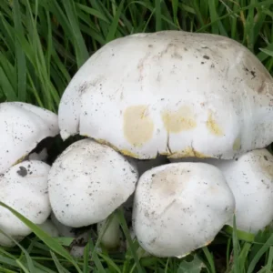 పుట్టగొడుగులతో విందు.. ముగ్గురి మృతి కేసులో దోషిగా తేలిన మహిళ