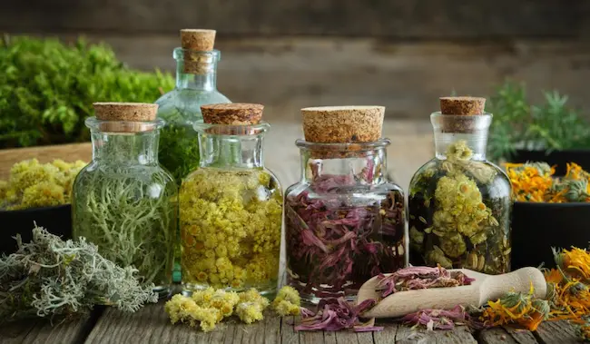 ఔషధ మొక్కలతో చక్కటి ఆరోగ్యం, మెరిసే అందం మీ సొంతం  