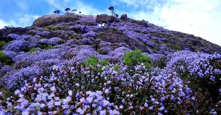 Neelakurinji Flowers 