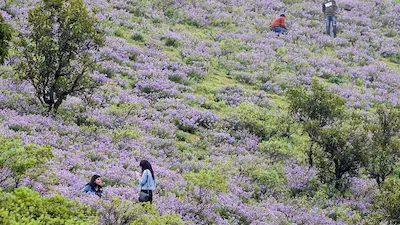 Neelakurinji Flowers 