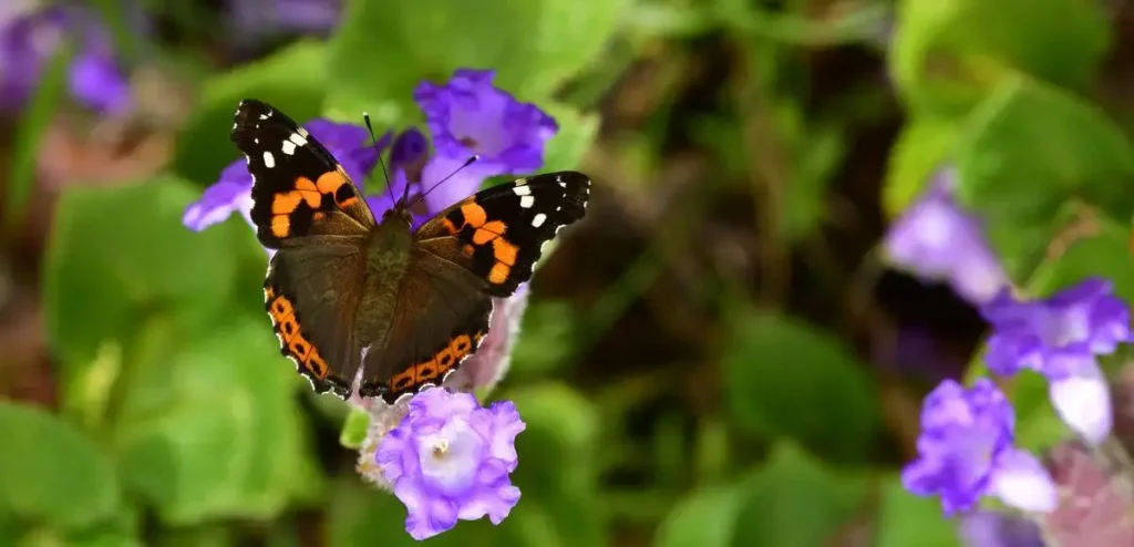 Neelakurinji Flowers 