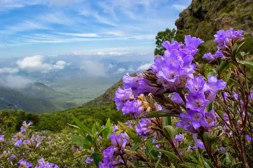 Neelakurinji Flowers : 12 ఏళ్లకోసారి పుష్పించే నీలకురింజి