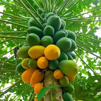 Papaya Benefits : ఫ్రూట్స్ ఆఫ్ ఏంజిల్..