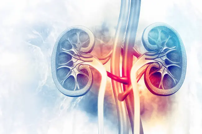 Healthy kidney: ఆరోగ్యకరమైన కిడ్నీల కోసం నిపుణులు ఏమంటున్నారు?