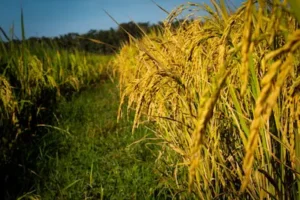 వ్యవసాయ శాఖలో అందుబాటులోకి వచ్చిన అజైల్ యాప్