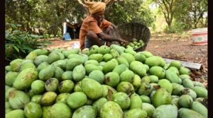 మామిడి రైతులకు చంద్రబాబు గుడ్ న్యూస్