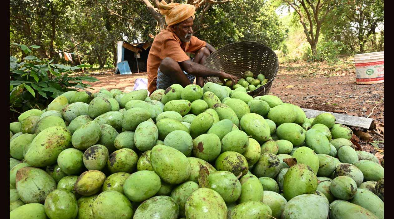 Chandrababu : మామిడి రైతులకు చంద్రబాబు గుడ్ న్యూస్