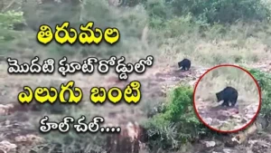 మొదటిఘాట్లో ఎలుగుబంటి హల్చల్