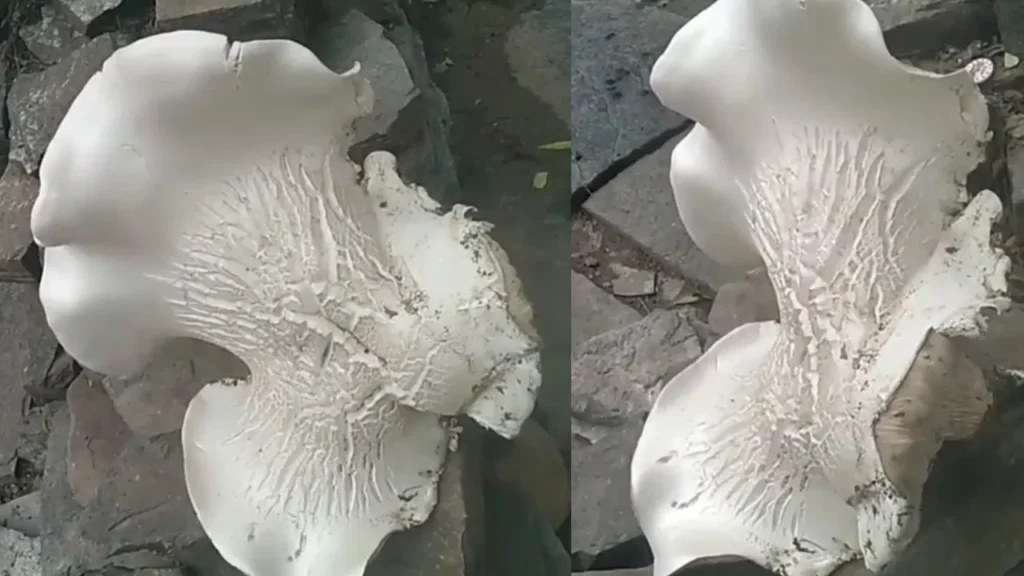 Giant Mushroom: కడపలో 1.76 కేజీల బాహుబలి పుట్టగొడుగు