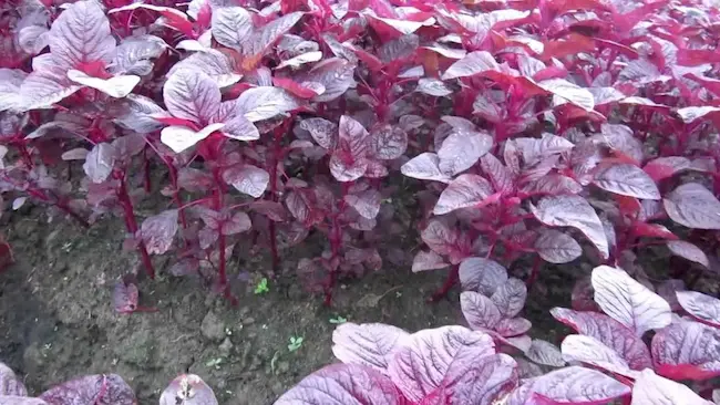 Red Amaranth: మెరుగైన ఆరోగ్యం కోసం ఎర్ర తోటకూర తీసుకోండి