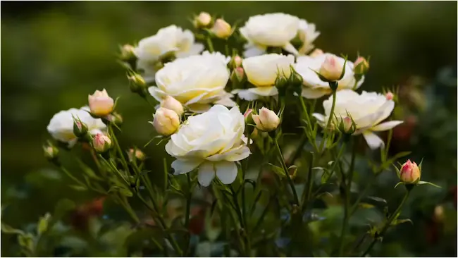 Flowers: మొక్కలకు నిండుగా పూలు పూయాలంటే..