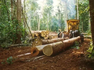 ఎర్రచందనం స్మగ్లర్ కు జామీను ఇచ్చిన వ్యక్తికి 6 నెలల జైలు శిక్ష