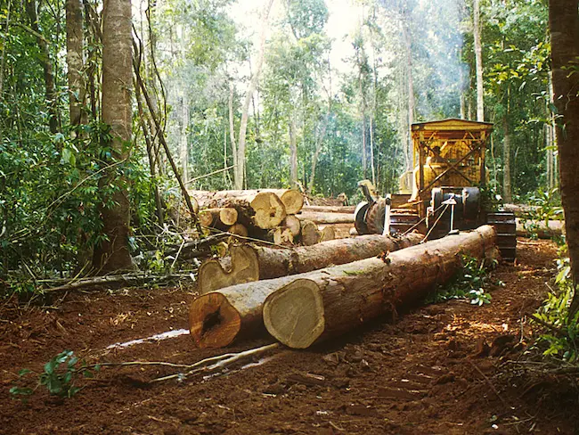 Red scanders: ఎర్రచందనం స్మగ్లర్ కు జామీను ఇచ్చిన వ్యక్తికి 6 నెలల జైలు శిక్ష