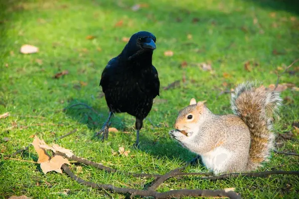 Animal Stories For Kids