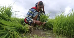 త్వరలో కౌలు రైతులకు యూనిక్ ఐడీ నంబర్!