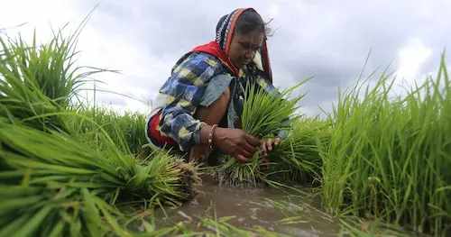 Farmers Struggle Never Ends