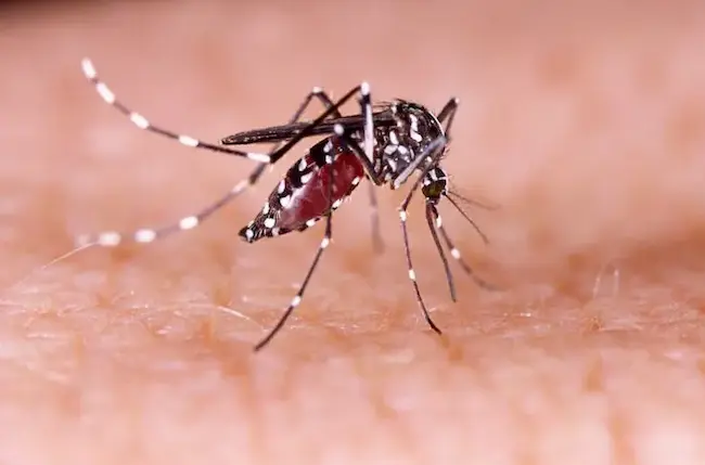 Dengue fever: డెంగ్యూ జ్వరం ప్లేట్‌లెట్లను ఎలా ప్రభావితం చేస్తుంది?