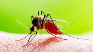 Mosquitoes- దోమలతో వచ్చే ప్రమాదకర వ్యాధులు..జాగ్రత్తలు తప్పనిసరి