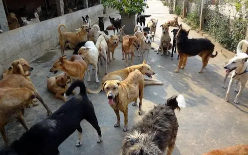 Dogs Bite: అమానుషం చిన్నారిపై వీధికుక్కలు దాడి.. బాలిక పరిస్థితి విషమం