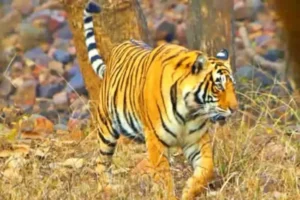 పోలవరం జిల్లాలో పులి కలకలం, రంగంలోకి ప్రత్యేక బృందాలు