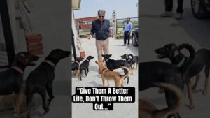 వీధి కుక్కల కోసం కపిల్ దేవ్ భావోద్వేగ పిలుపు