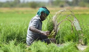 రేపు పీఎం ఫసల్ బీమా యోజన నిధులు విడుదల