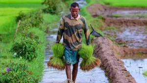 సాగులో రియల్ టైమ్— రైతులకు కృత్రిమ మేధస్సు, మెషిన్ లెర్నింగ్