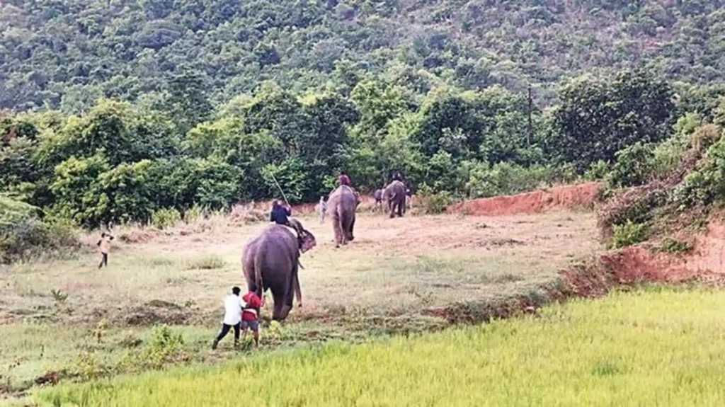 Pawan Kalyan : ఏనుగుల తొలి ఆపరేషన్ విజయవంతం : పవన్