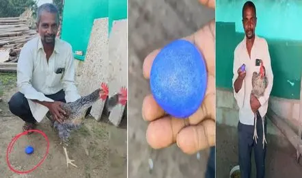 Vaartha live news : Egg : అందరినీ ఆశ్చర్యపరుస్తున్న నీలి రంగు కోడిగుడ్డు!