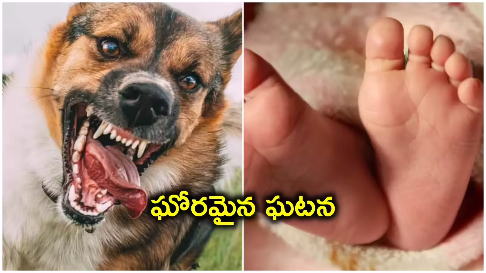 Punjab : పంజాబ్‌లో పసికందు తలతో కుక్క సంచారం!