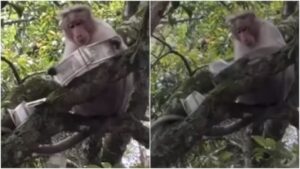 చెట్టెక్కి నోట్ల వర్షం కురిపించిన కోతి