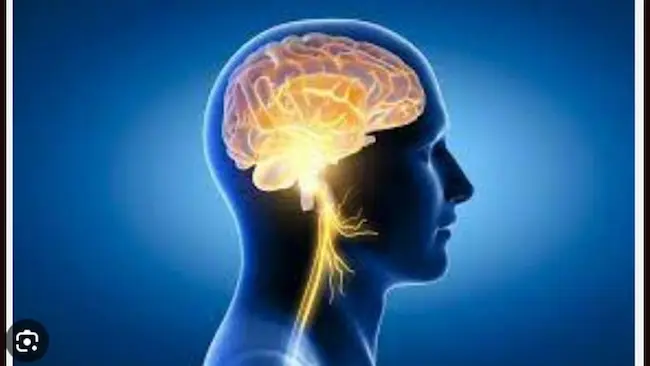 Brain : మెదడు చురుగ్గా పని చేసేందుకు సింపుల్ ట్రిక్