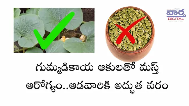 News Telugu: Pumpkin leaves- మహిళల ఆరోగ్యాన్ని పెంచే గుమ్మడికాయ ఆకులు