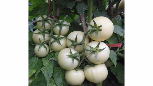 White Tomato: తెల్ల టమాటాల వల్ల కలిగే లాభాలు తెలిస్తే అస్సలు వదిలిపెట్టారు !!