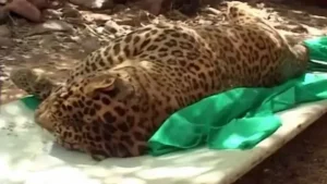 తిరుపతి జూలో ఆడ చిరుత మరణం..కారణం ఇదే!