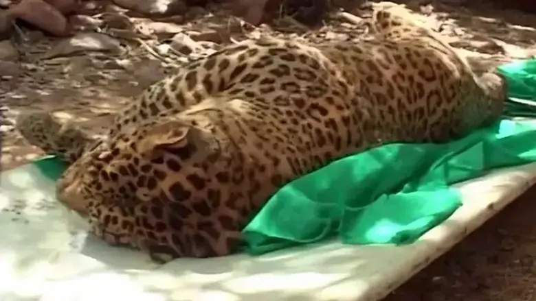 Cheetah: తిరుపతి జూలో ఆడ చిరుత మరణం..కారణం ఇదే!