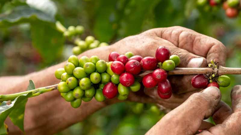 Coffee Cultivation : పాడేరు లో లక్ష ఎకరాల్లో కాఫీ సాగు