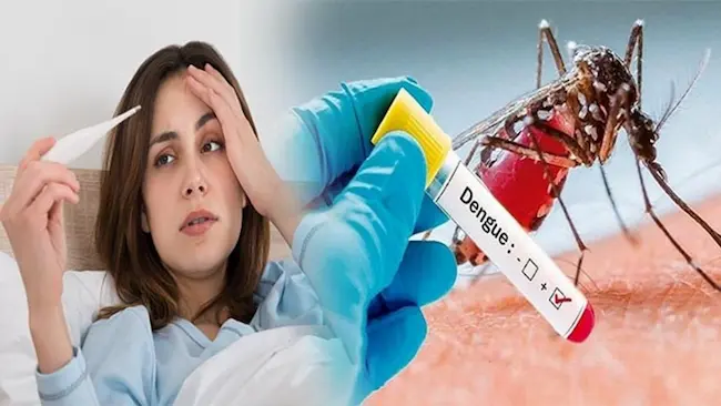Dengue fever: డెంగ్యూ జ్వరం ప్లేట్‌లెట్లను ఎలా ప్రభావితం చేస్తుంది?