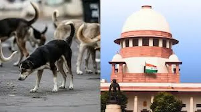 Supreme Court: కుక్కలు వీధిలో ఉండవద్దు సుప్రీం కోర్టు ఆదేశాలు