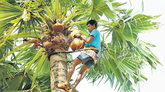 Andhrapradesh: గీత కార్మికులకు ఏపీ ప్రభుత్వం శుభవార్త