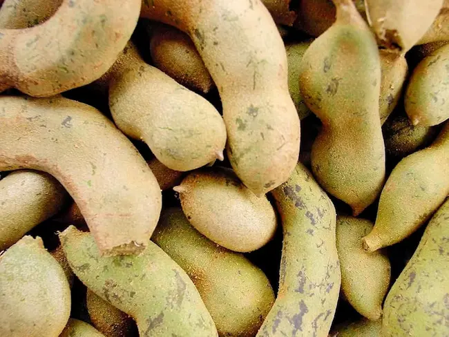  Unripe Tamarind : చింత పండు క‌న్నా చింత కాయ‌ల‌తో ఎన్నో ప్రయోజనాలు..