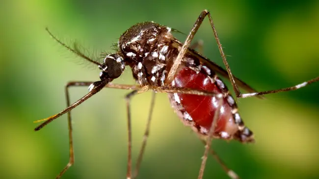 Chikungunya: చైనాలో విస్తరిస్తున్న చికున్గునియా వైరస్