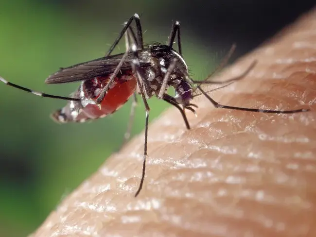 Chikungunya: చైనాలో విస్తరిస్తున్న చికున్‌గునియా వైర‌స్