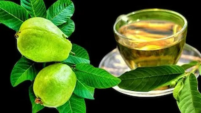 Guava Leaf Tea : జామ ఆకు టీతో ఎన్ని ప్రయోజనాలో..
