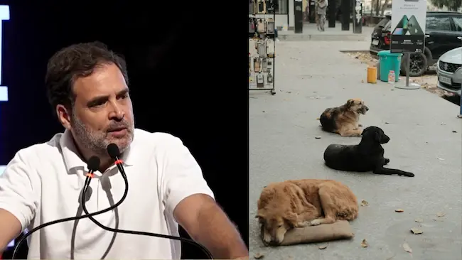  Rahul Gandhi : వీధి  కుక్కలు పెద్ద సమస్య కాదు..  రాహుల్‌ గాంధీ