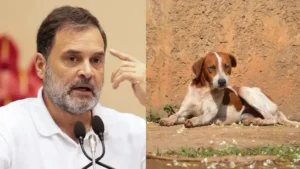వీధి కుక్కలు పెద్ద సమస్య కాదు.. రాహుల్‌ గాంధీ