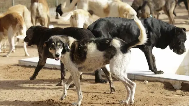Stray dogs : వీధి కుక్కలతో జాగ్రత్త..