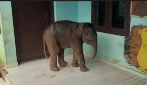 Baby elephant – పాఠశాలకు వచ్చిన పిల్ల ఏనుగు