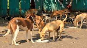 Dogs-వ్యక్తిపై వీధికుక్కల దాడి.. కెమెరాలో రికార్డయిన దృశ్యాలు