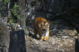 పులులకు విషం పెట్టి చంపొద్దు.. అది నేరం